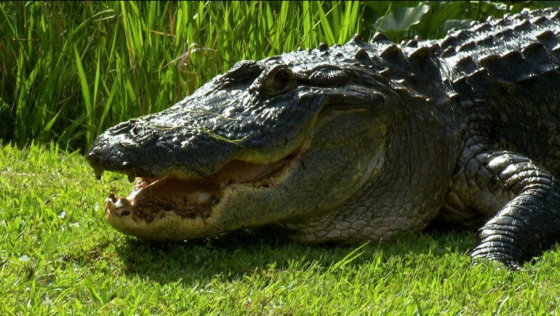 2011–2015 Alligator A-6